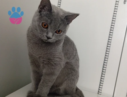 Kızıma eş arıyorum