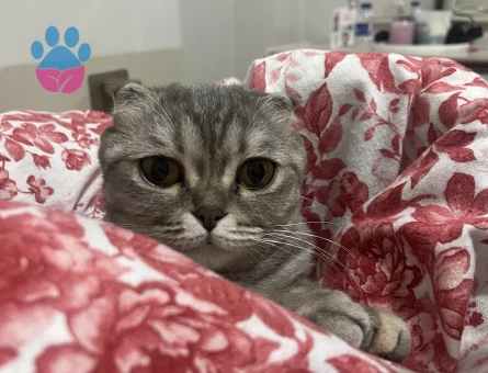 Scottish Fold Kedime Eş Arıyoruz