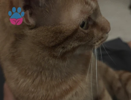 Sarman Erkek Kedime Eş Arıyorum