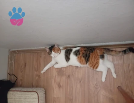 Dişi Tekir Kedime Eş Arıyorum