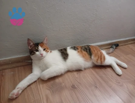 Dişi Tekir Kedime Eş Arıyorum