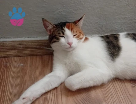 Dişi Tekir Kedime Eş Arıyorum