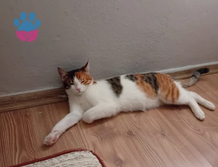 Dişi Tekir Kedime Eş Arıyorum