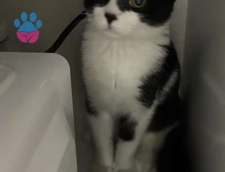 British tekir kırması dişi kedi