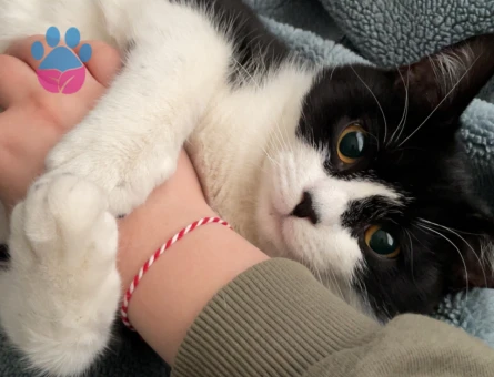 British tekir kırması dişi kedi