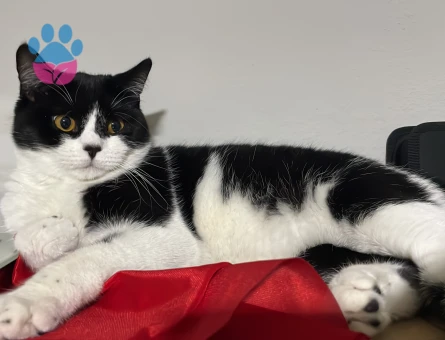 British tekir kırması dişi kedi