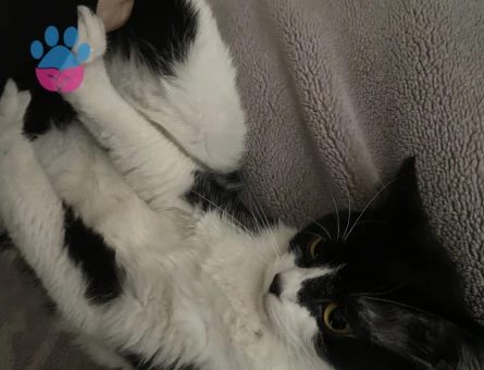 British tekir kırması dişi kedi