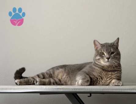 Oğlum için gelin adayı arıyorum