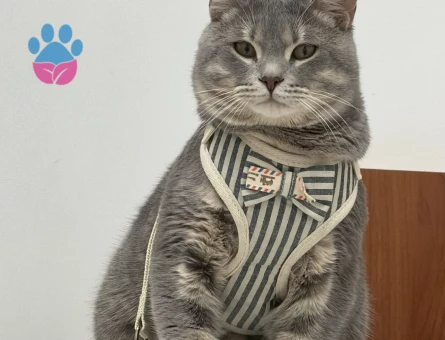 Oğlum için gelin adayı arıyorum