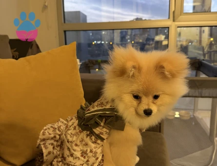 Köpeğime damat arıyorum