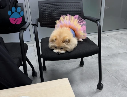 Köpeğime damat arıyorum