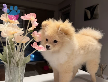 Köpeğime damat arıyorum