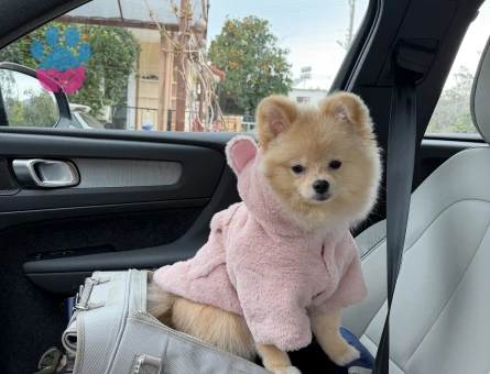 Köpeğime damat arıyorum