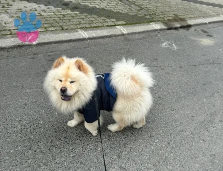 2,5 yaşındaki chow chow köpeğime eş arıyorum