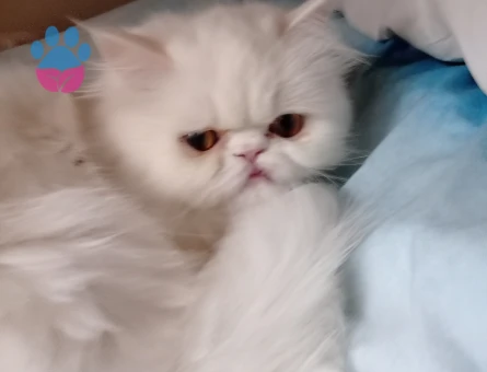 Chinchilla Kızımıza eş arıyoruz