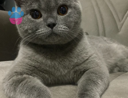 British Shorthair Erkek Kedim Eş Arıyor