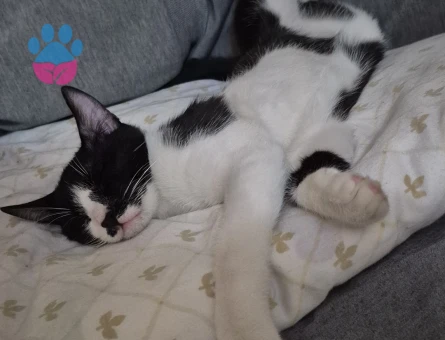 10 Aylık erkek kızgınlıkta