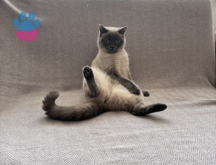 Brıtısh kedime erkek kedi eş arıyorum