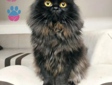 British Longhair Kedilerime Eş Arıyorum
