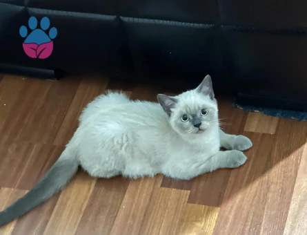 British Bluepoint Erkek 11 Aylık Eş Arıyor