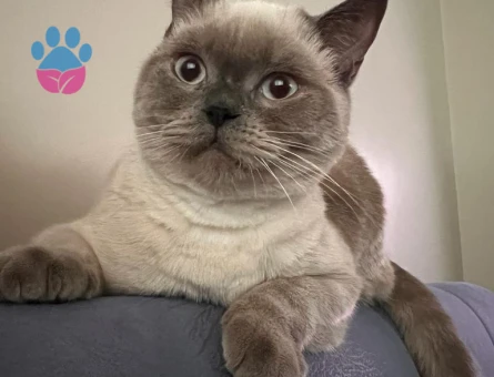 British Bluepoint Erkek 11 Aylık Eş Arıyor