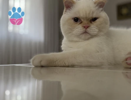 British Shorthair Kedime Eş Arıyorum
