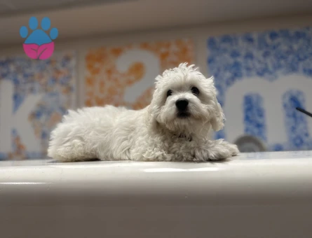 Maltese Terrier Oğluma Gelin Arıyorum