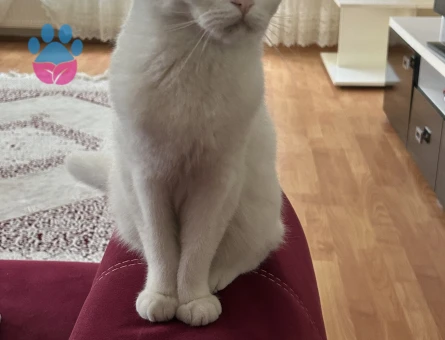 DAMAT ADAYI ARIYORUZ