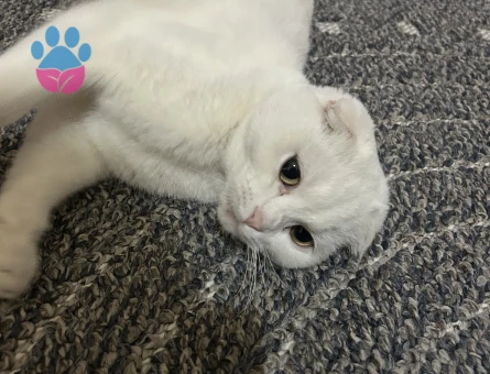 DAMAT ADAYI ARIYORUZ