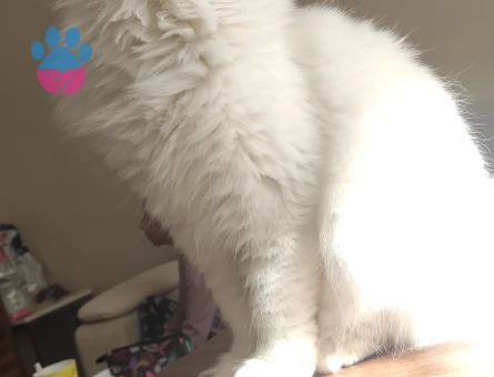 Yakisiklimiza Prenses ariyoruz