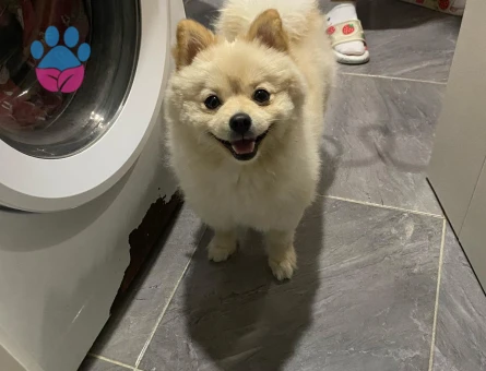 DİŞİ EŞ ARIYORUM