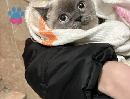 BluePoint cinsi kedime dişi eş arıyorum