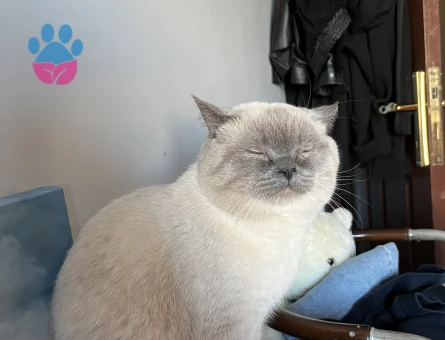 BluePoint cinsi kedime dişi eş arıyorum