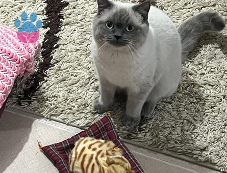 BluePoint cinsi kedime dişi eş arıyorum