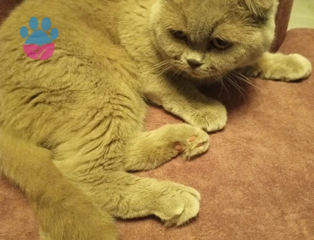 Skotiş gold eş arıyom