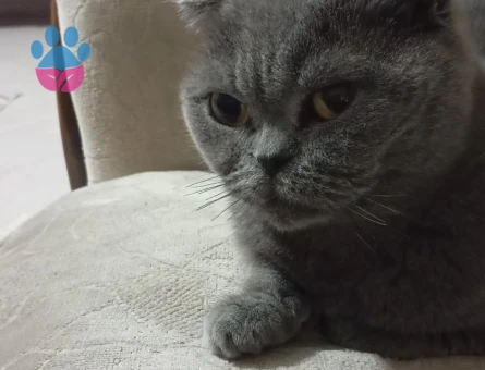 Scottish fold 5 Yaşında Dişi Kızgınlıkta Eş Arıyor