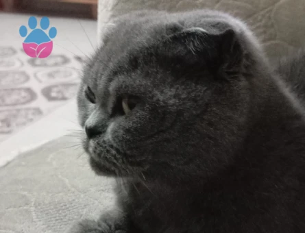 Scottish fold 5 Yaşında Dişi Kızgınlıkta Eş Arıyor