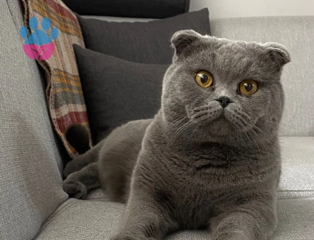 Scottish Fold 1 Yaşında Kızgınlıkta
