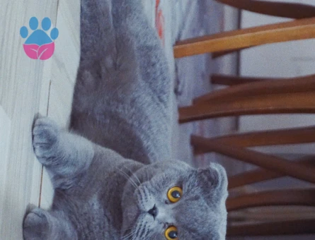 Scottish Fold 1 Yaşında Kızgınlıkta