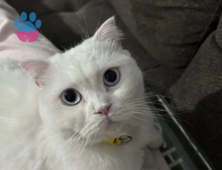 British Shorthair 2 Yaşında Eş Arıyor