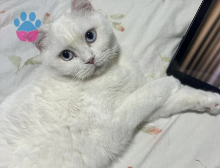 British Shorthair 2 Yaşında Eş Arıyor