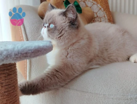 Biricik oğlumuza uygun bir eş adayı arıyoruz