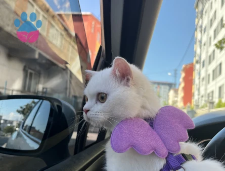 British Shorthair Dişi Kızgınlıkta