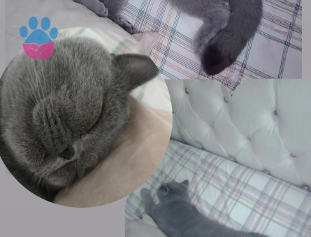 Oğlum mars için gelin arıyorum