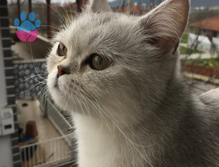 British Shorthair Kedime Eş Arıyorum