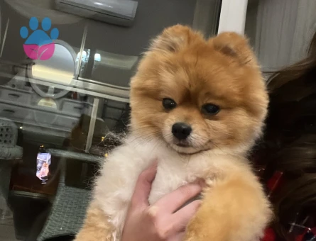 Pomerian bu köpeğime dişi arıyorum