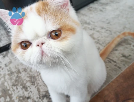 Snoopy kızımıza eş arıyoruz