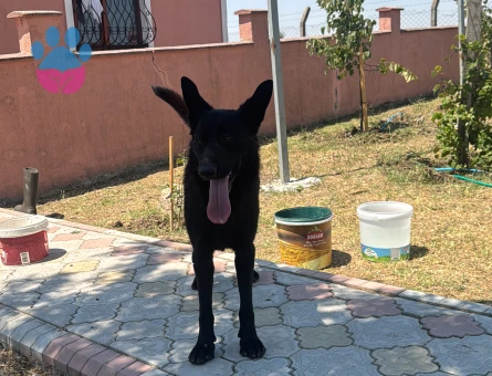 Alman Kurdu Erkek Gölgeye eş arıyorum