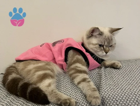 British Shorthair Dişi Kedime Eş Arıyorum