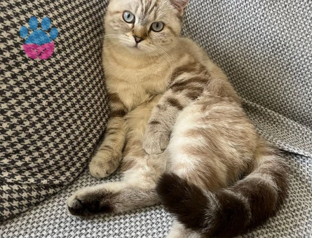 British Shorthair Dişi Kedime Eş Arıyorum